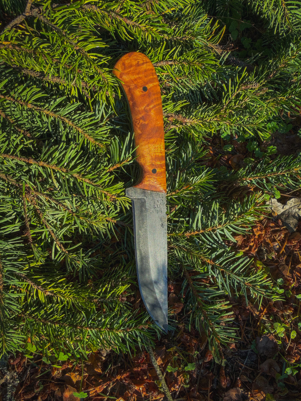Backcountry - 5” Curly maple, G10 pins, treated blade