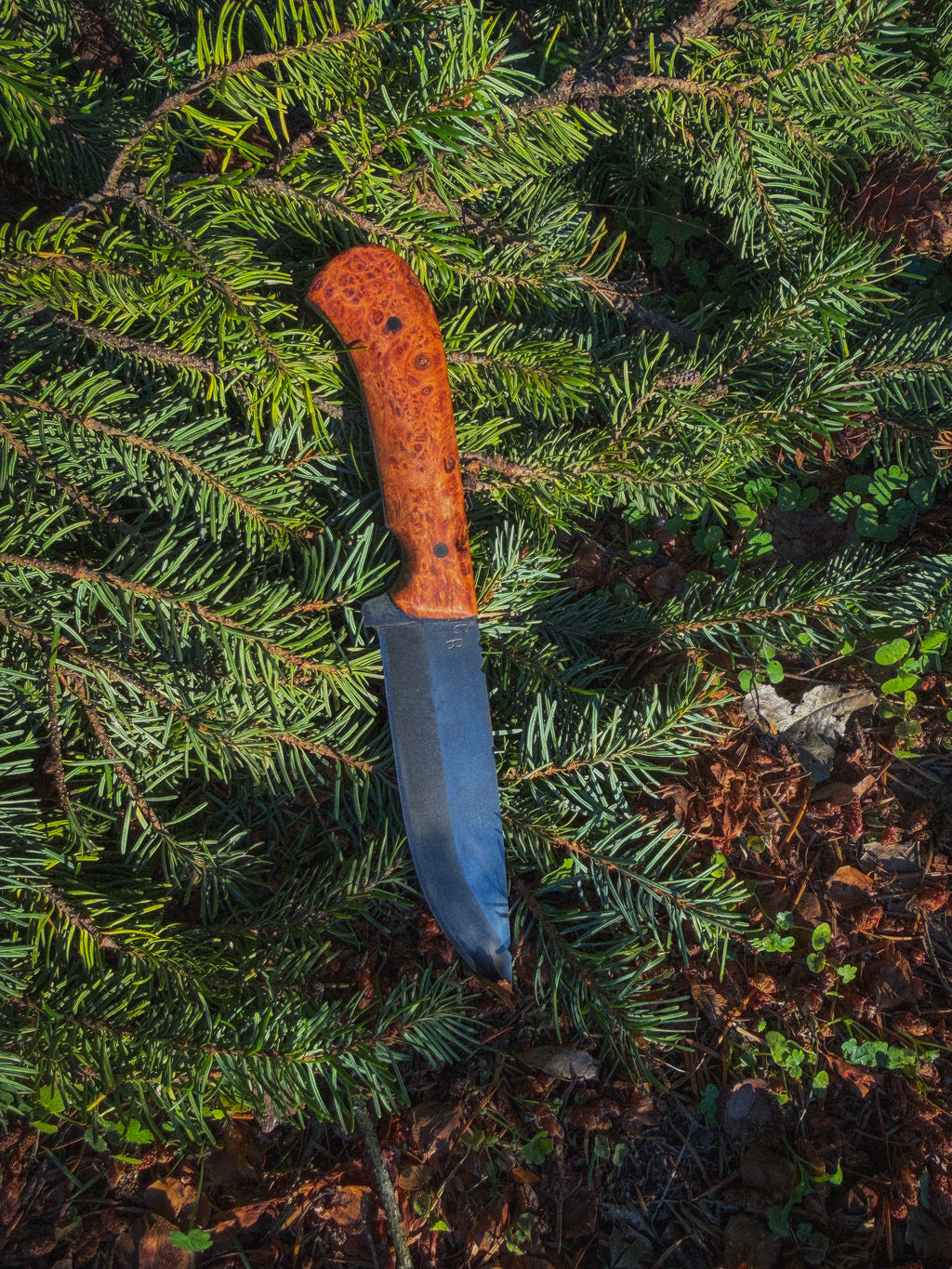 Backcountry - 5” curly maple, G10 pins, treated blade
